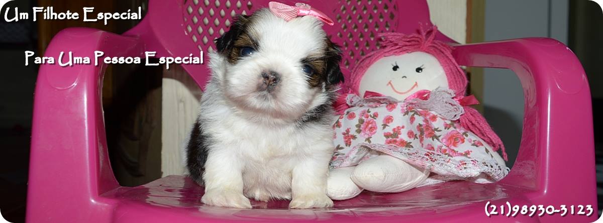 shih tzu filhote macho